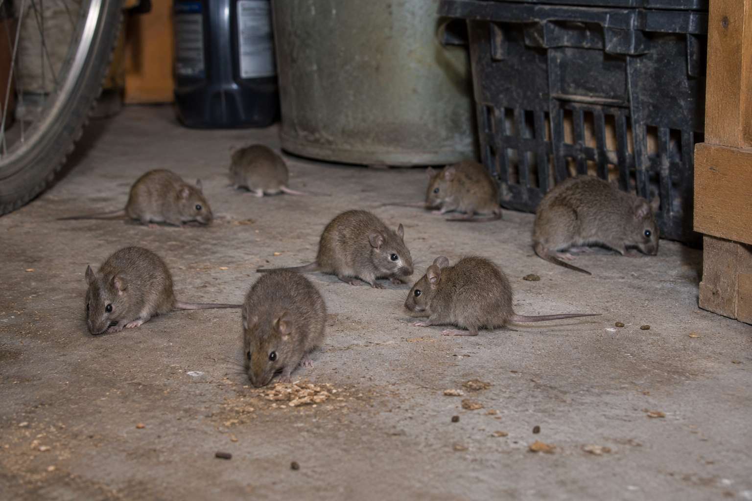 🐭 Myši a potkani